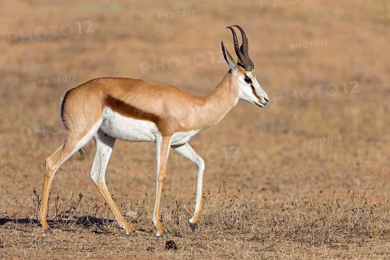 Springbok, Springbok, (Antidorcas marsupialis), animals, mammals, group of gazelle-like animals, African antelope, biotope, habitat, foraging, Auob Riverbed, Mata Mata, Northern Cape / Kgalagadi Transf, South Africa
