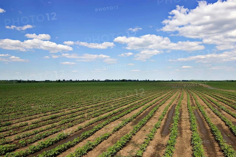 Young green soy plants with large leaves grow in the field