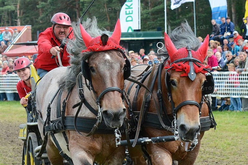 Cold-blooded horses as the titans of the race in Brück, Brandenburg
