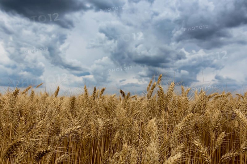 Summer wheat field and Storm clouds