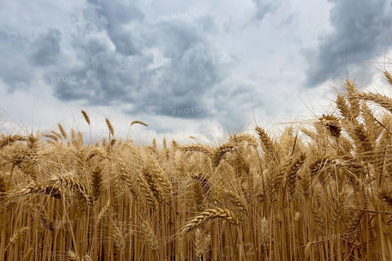 Summer wheat field and Storm clouds