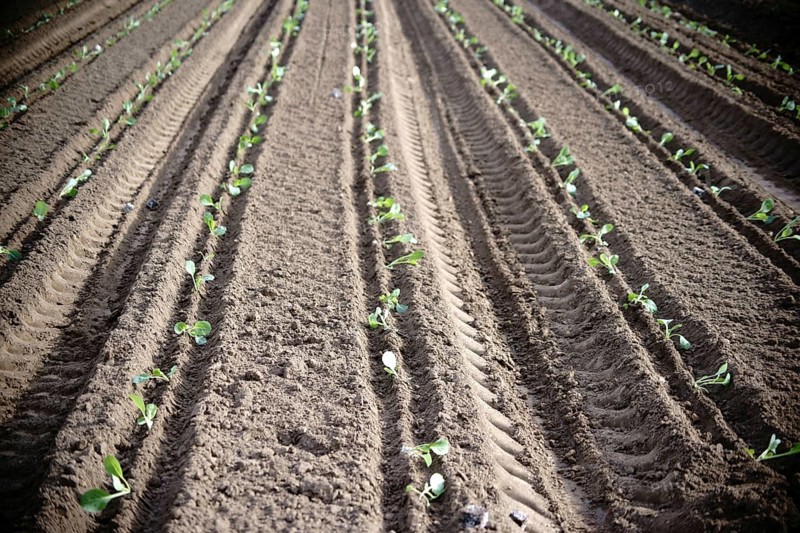 The fresh furrows of a freshly ploughed field in spring with freshly planted white cabbage seedlings
