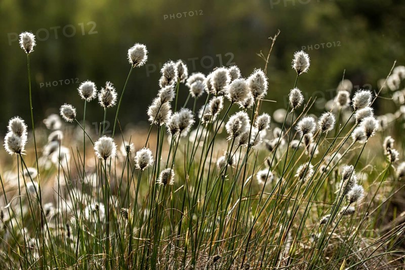 Cottongrass in the Black Moor/Rhön