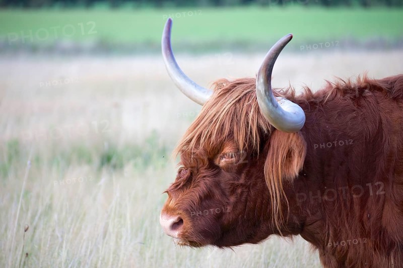 Red Galloway cattle