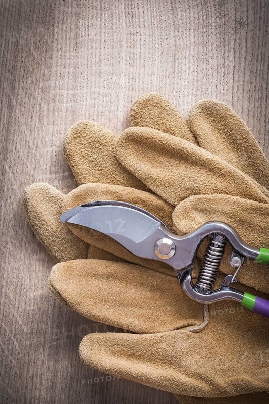 Sharp garden pruner and working leather safety gloves on wooden board agriculture concept