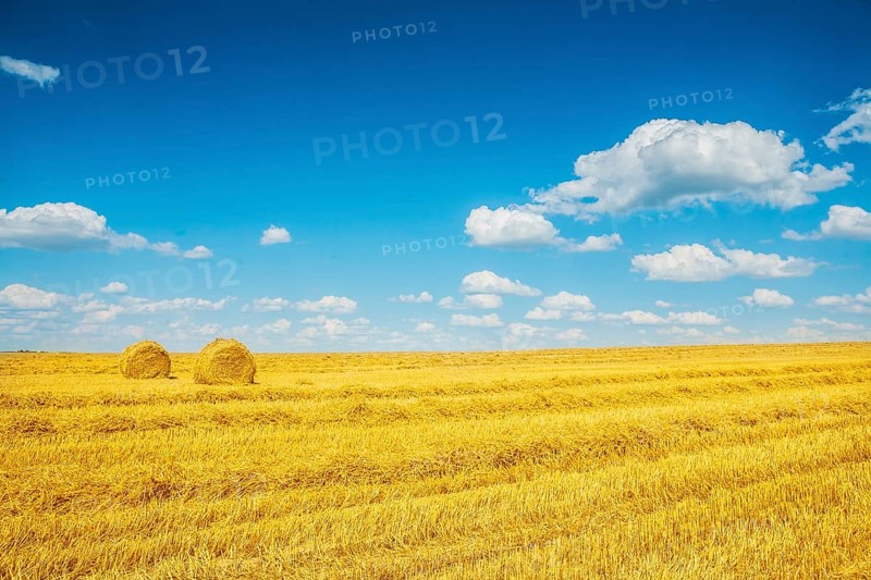 Harvested fileld of wheat with two bales of a straw