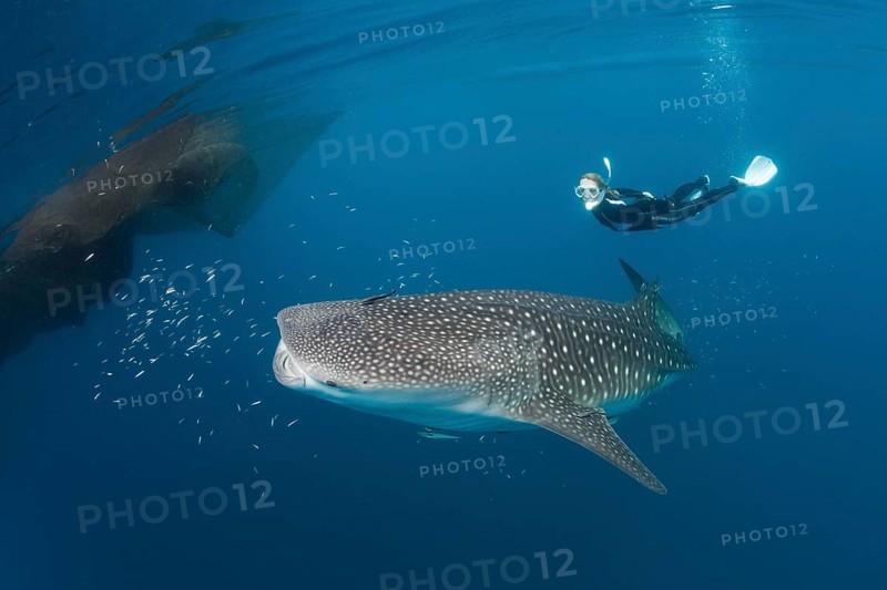 Whale shark and snorkeller, Rhincodon typus, Cenderawasih Bay, West Papua, Indonesia