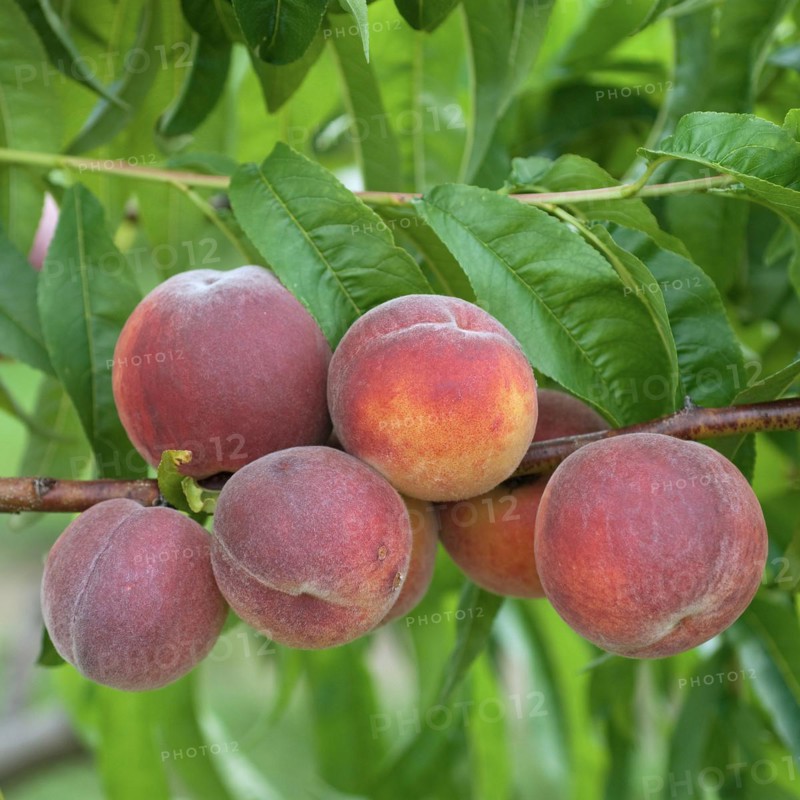 Peach (Prunus persica 'Triumph'), Marquardt, Brandenburg, Germany