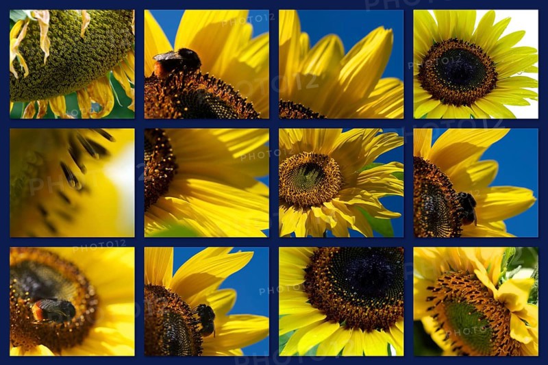 Composition of yellow and blue with many sunflowers. Yellow Sunflowers with blue summersky