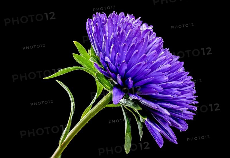 Blooming violet aster Lady Coral isolated on a black background. Flower head close-up, Odessa, Ukraine
