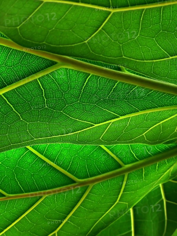 Green leaves