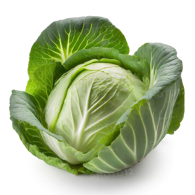Cabbage isolated on white background. Clipping Path. Full depth of field