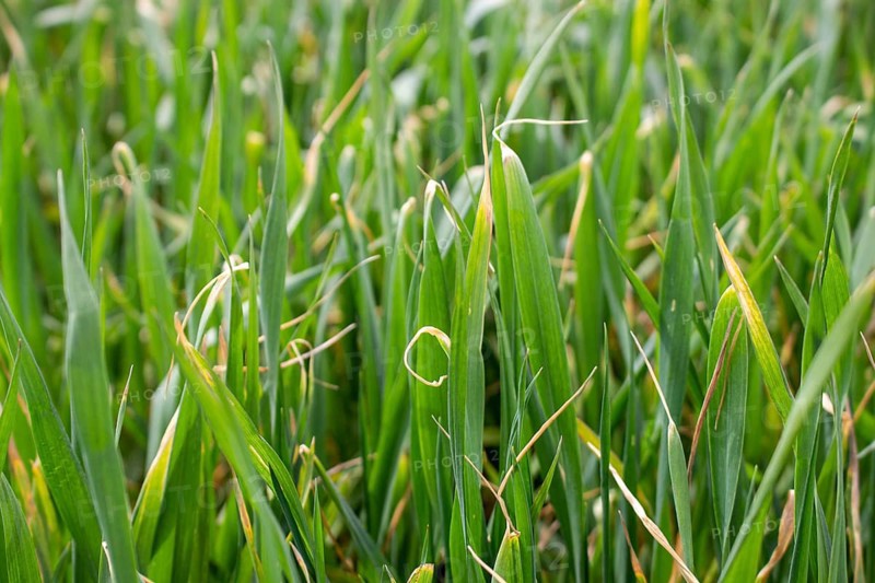 Dried wheat leaf tips, winter wheat disease from herbicide application and low temperatures
