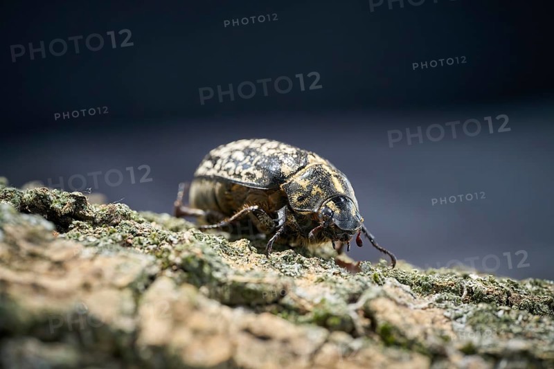 Rare Walker, Polyphylla fullo, on the bark of a tree