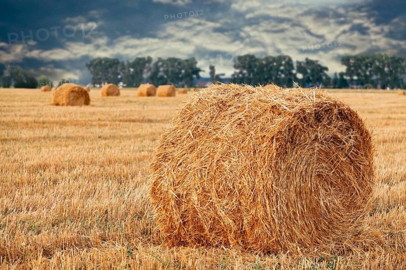 Wheat straw rolls on the field at sunset