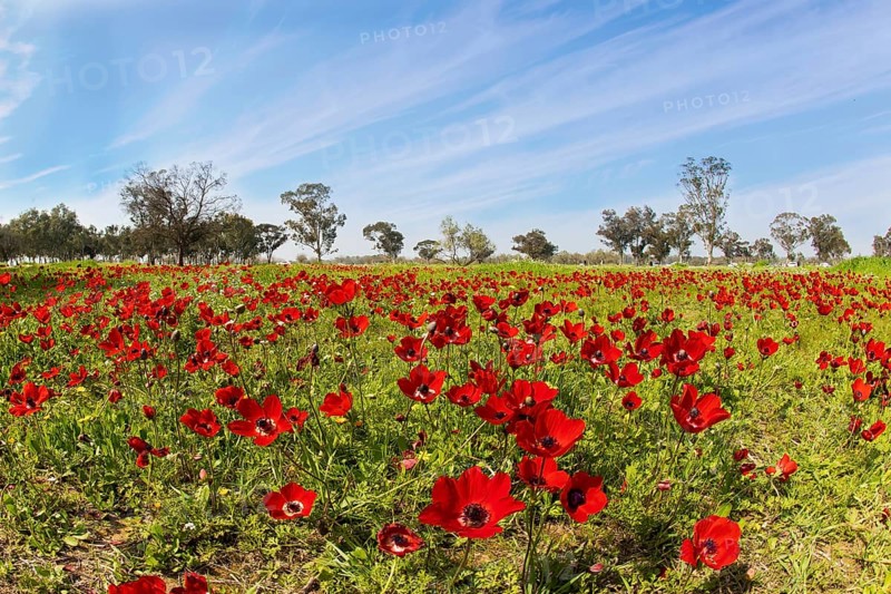 Early spring in Israel. Kibbutz Beeri in the south of the country, on the border with the Gaza Strip. Red anemones stand out beautifully in the grass