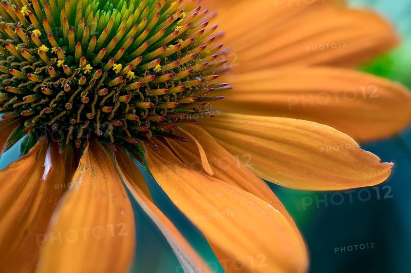 Echinacea purpurea, orange strain, part of the flowerhead
