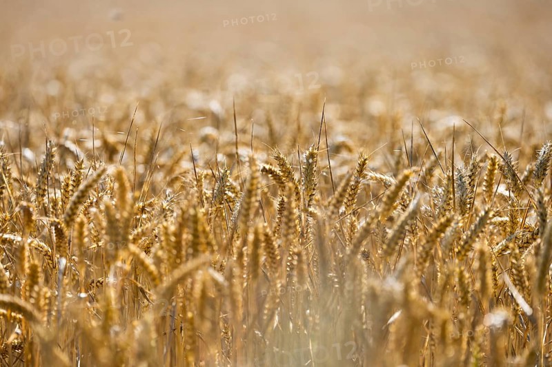 Sunny wheat field with many ripe golden ears, Coxhill, Shepherdswell, Dover, Kent, Great Britain