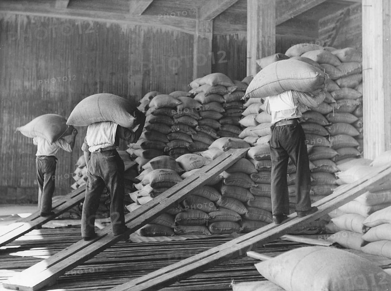 Workers at the docks. Men unloading and storing sacks of coffee at a warehouse in Gothenburg Sweden in the 1940s