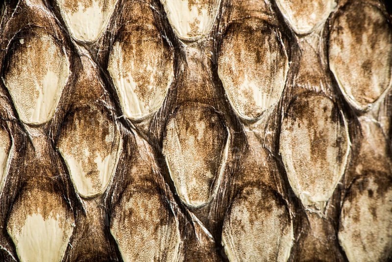 Texture of genuine snakeskin. Close up real leather texture