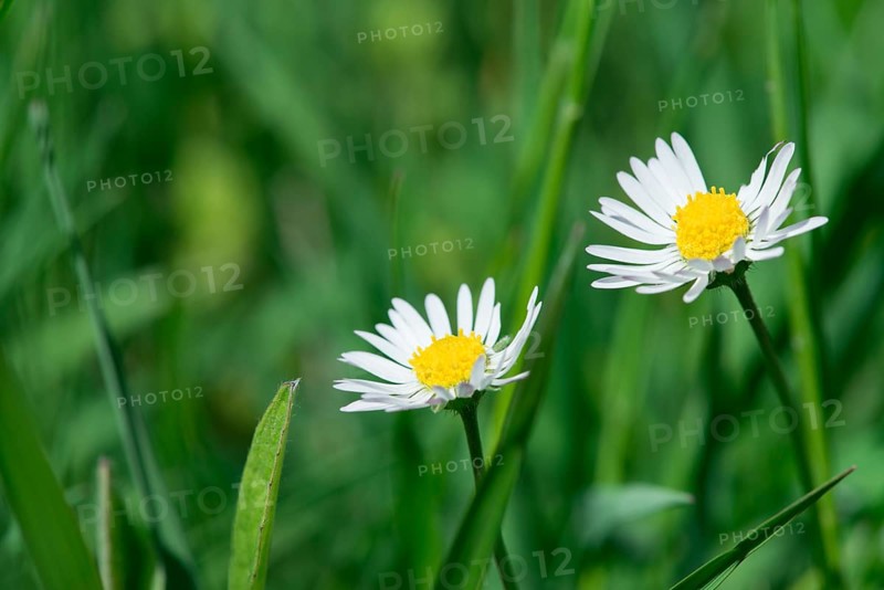 Spring flowers daisies close up