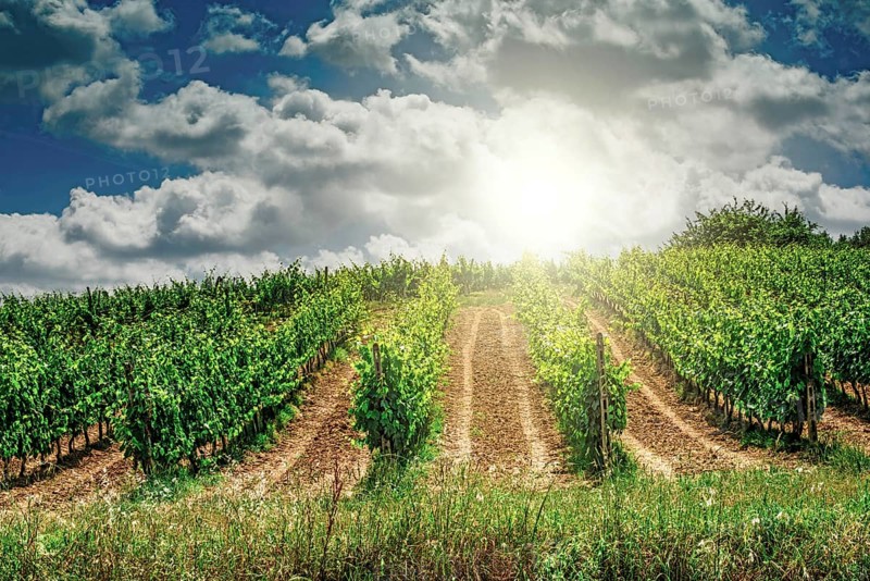 Vine plantations in Toscana, Italy