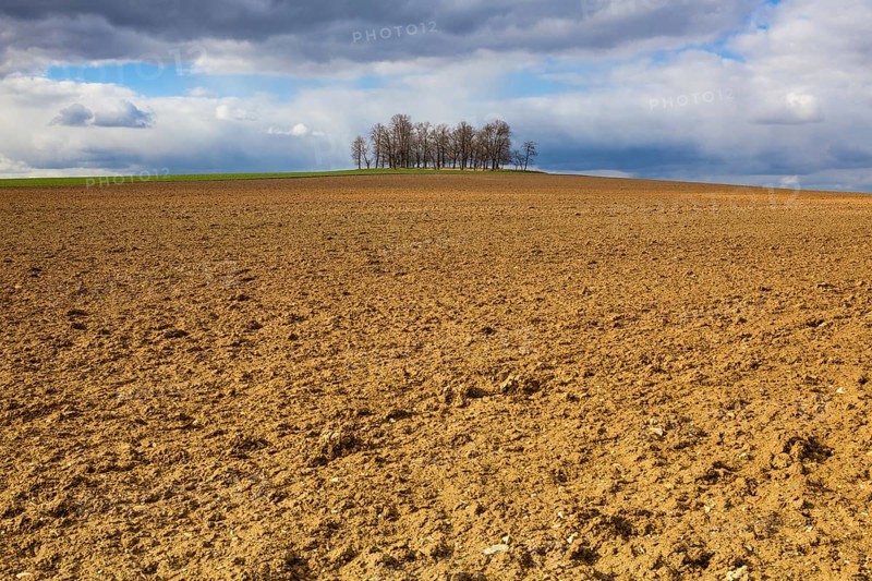 Group of trees on plowed field. Spring landscape and dramatic sky on the empty field