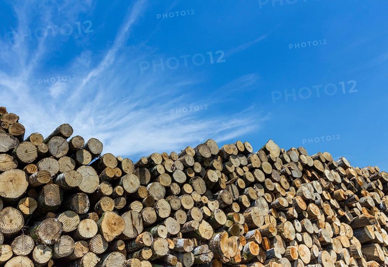 Large quantity of cut and stacked pine timber waiting to be transported, prepared for winter felled by the logging timber industry