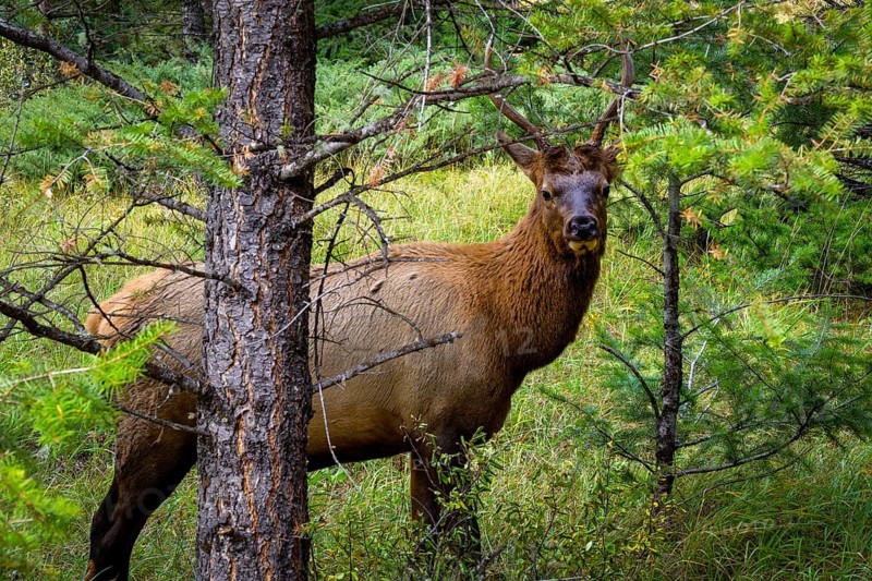 Wapiti in Beautiful autumn landscape scene in mountain in background in Jasper National Park west Canada