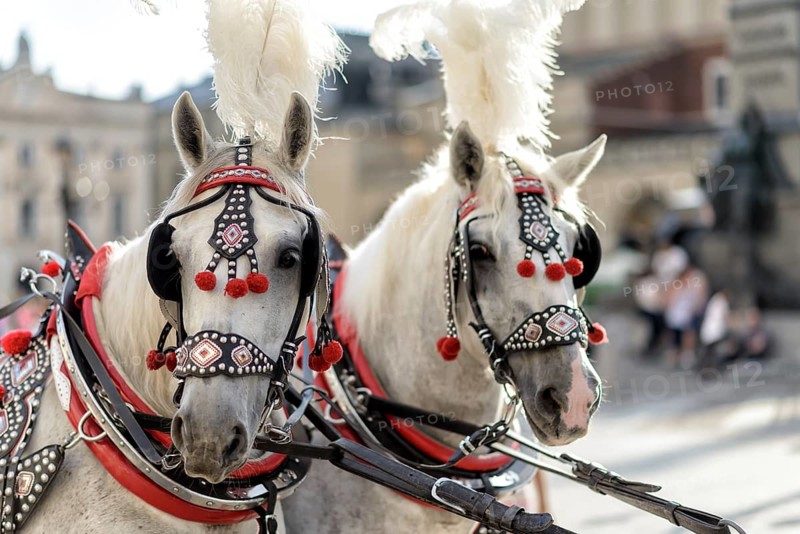 Horses with a carriage on the main square of Krakow in Poland