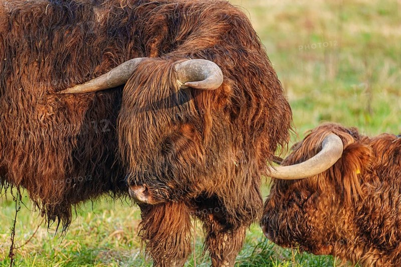 Two Highland cattle standing close to each other in the meadow, Velen, Münsterland, North Rhine-Westphalia, Germany