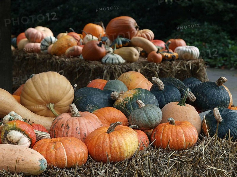 Variety of pumpkins on hay bales in a natural setting, borken, münsterland, germany