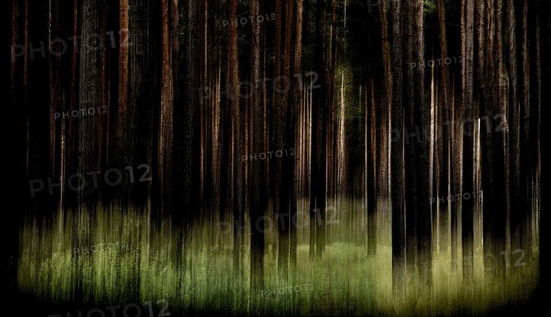 Artistically blurred forest