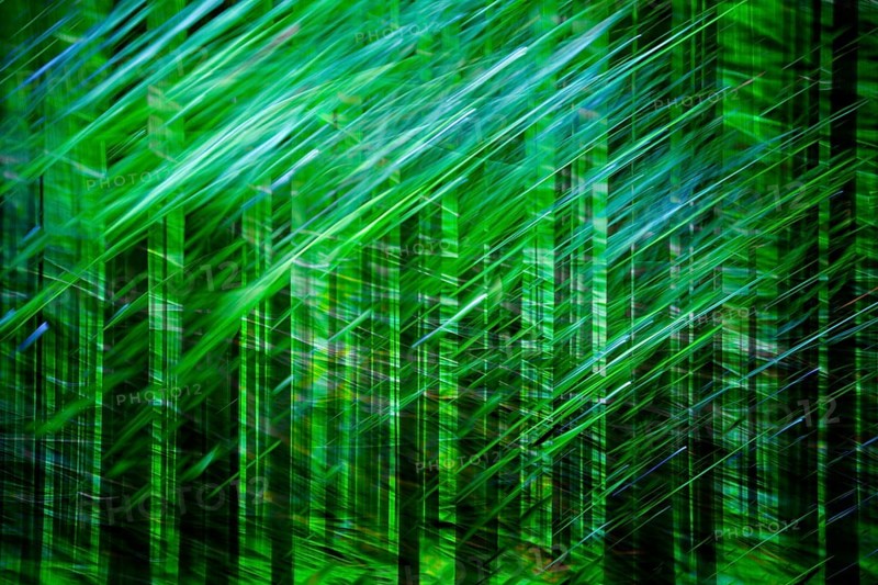 Atmospheric forest, abstract structures, wiping effect, bulb exposure