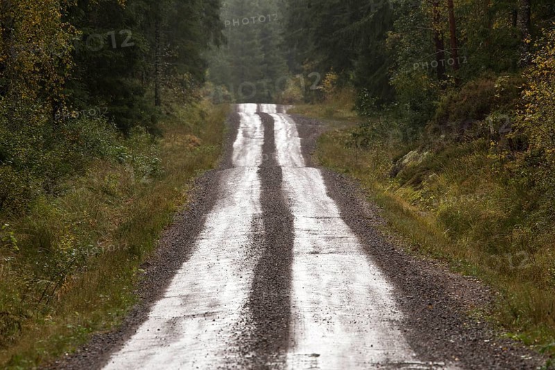 Gravel road through forest, Glaskogen Nature Reserve, Värmland, Sweden