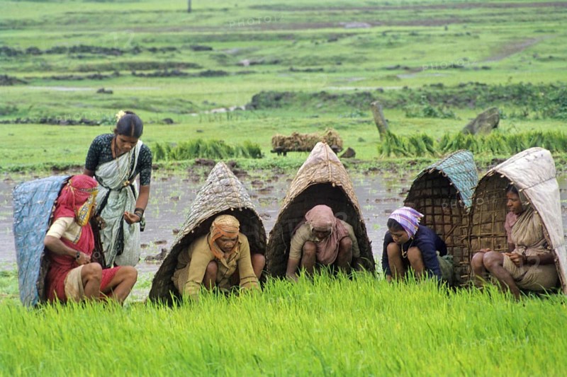 Farmers working in paddy field, Malshej, Maharashtra
