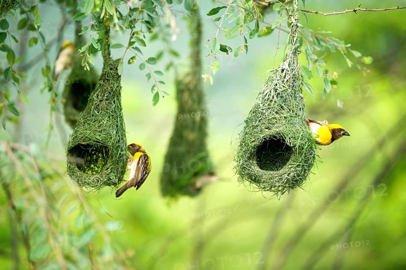 Baya weaver nest indian birds wild life india