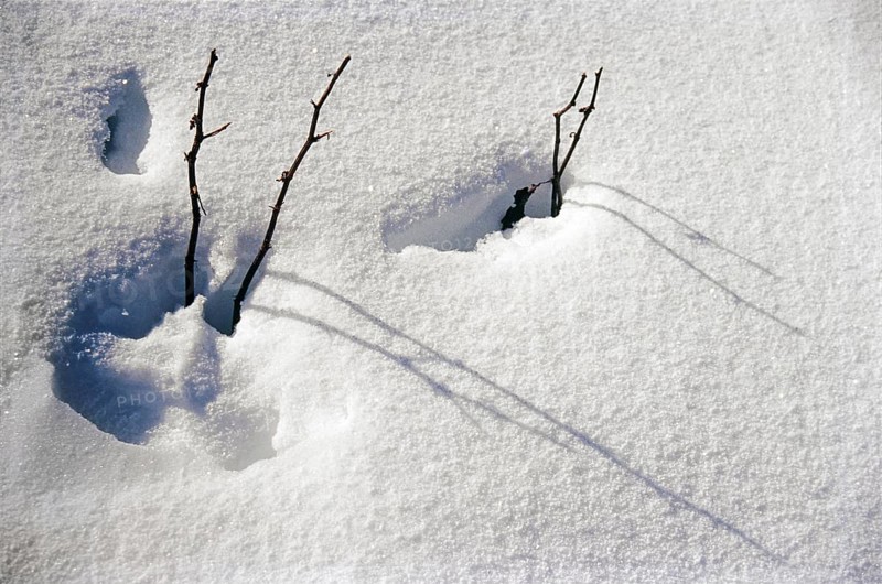Dry twigs of tree on fresh snow Pancchu Glacier, Uttarakhand, India, Asia