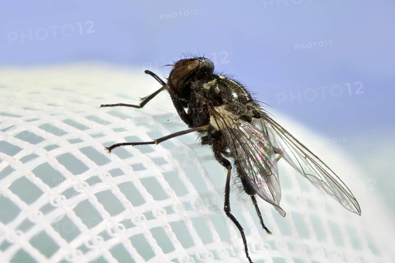 Seiner (Stomoxys calcitrans)