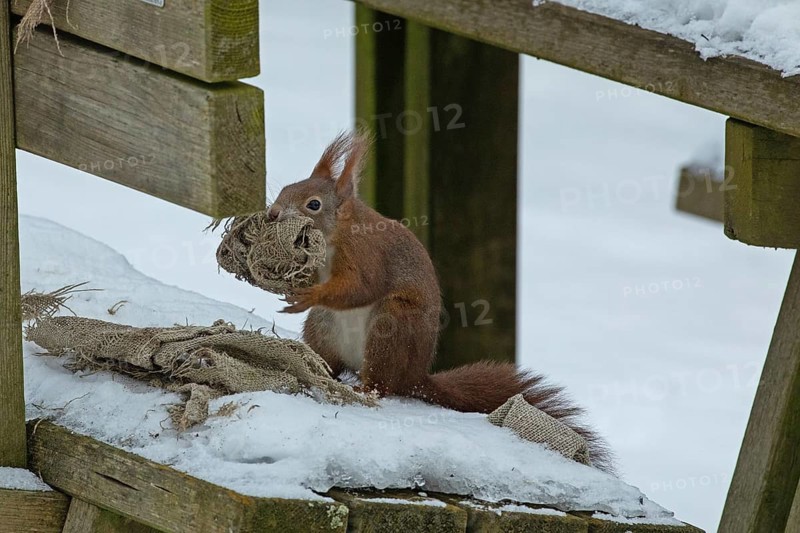 Squirrel (Sciurus vulgaris)