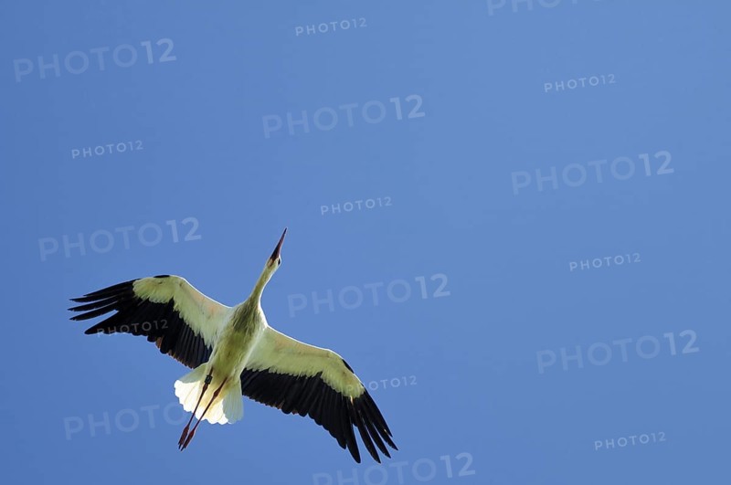 White stork (Ciconia ciconia)