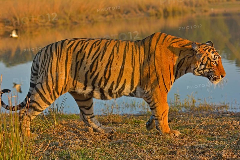 Bengal Tiger, Ranthambore national park, rajasthan, India, Asia