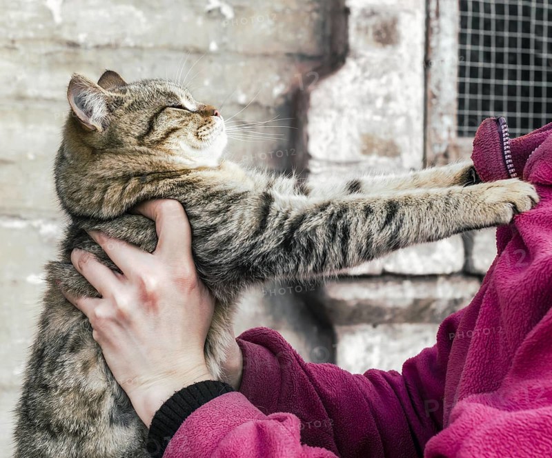 Parting tabby fat cat clawed at a woman in a pink fleece jacket