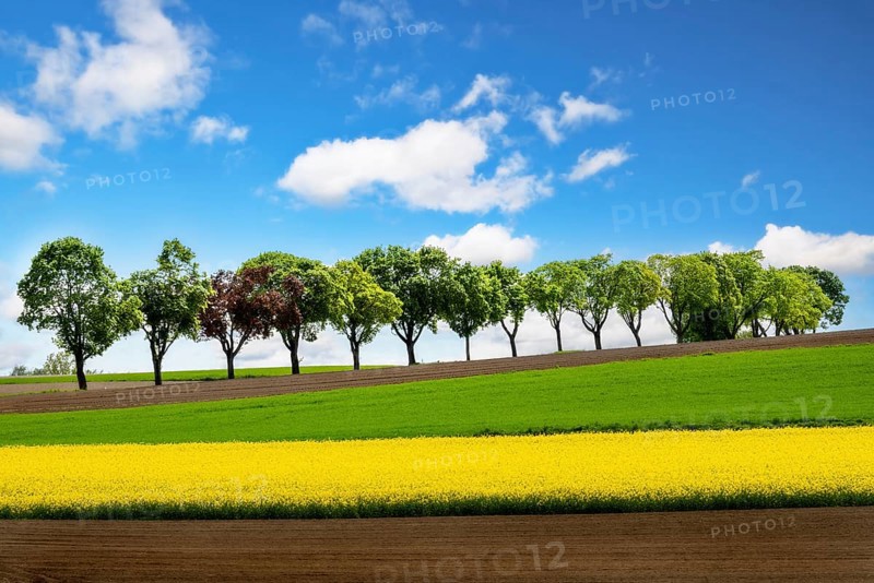 Row of trees along a rape field on a sunny day