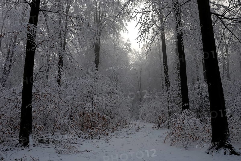 Winter landscape in the Marienhölzung, Flensburg, Schleswig-Holstein, Germany