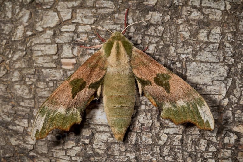 Lime hawk-moth, Mimas tiliae, lime hawk-moth