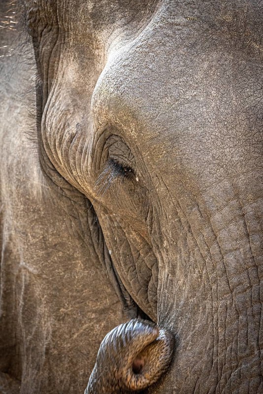 African elephant (Loxodonta africana) portrait, detail, close-up, Manyeleti Game Reserve, South Africa