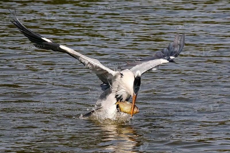 Cocoi Heron catches a piranha with its beak just over the water surface, wings spread, Pantanal Wetlands, Mato Grosso, Brazil