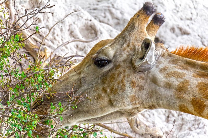 Giraffe