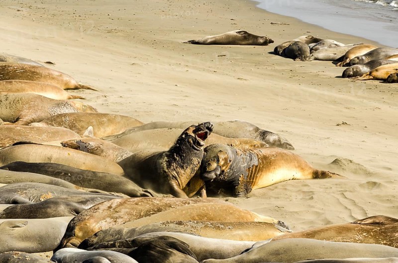 Elephant seals fighting on the beach in the middle of a large colony